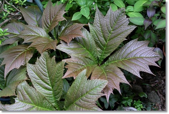 実家の庭-7 ヤグルマソウ 16.4.25