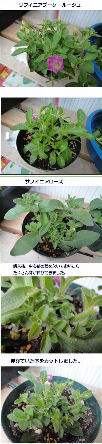 サフィニアの葉欠きとピンチ