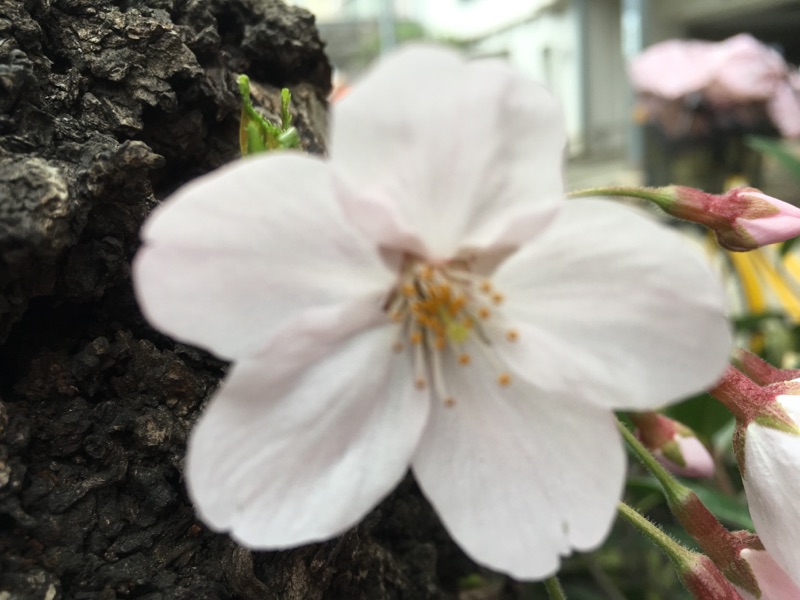4.2