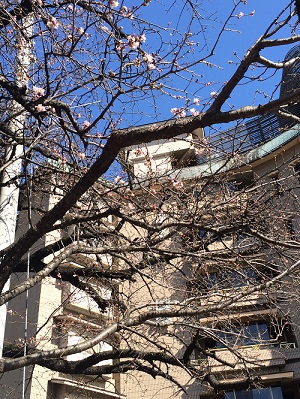 2016大寒桜 (1).jpg