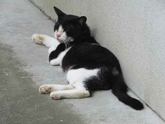 我が家のニャンコ♪2015/8/11-3