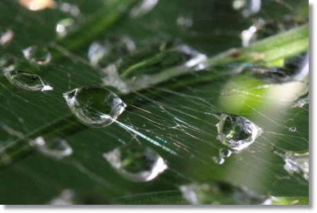 自宅の庭-3 水滴-3 14.5.27
