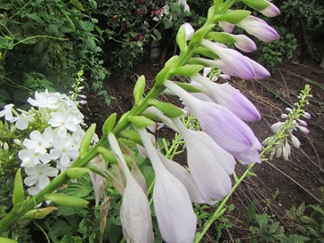 花２７.jpg