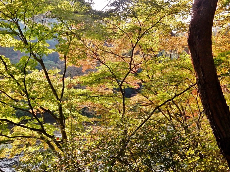 長谷池17.JPG