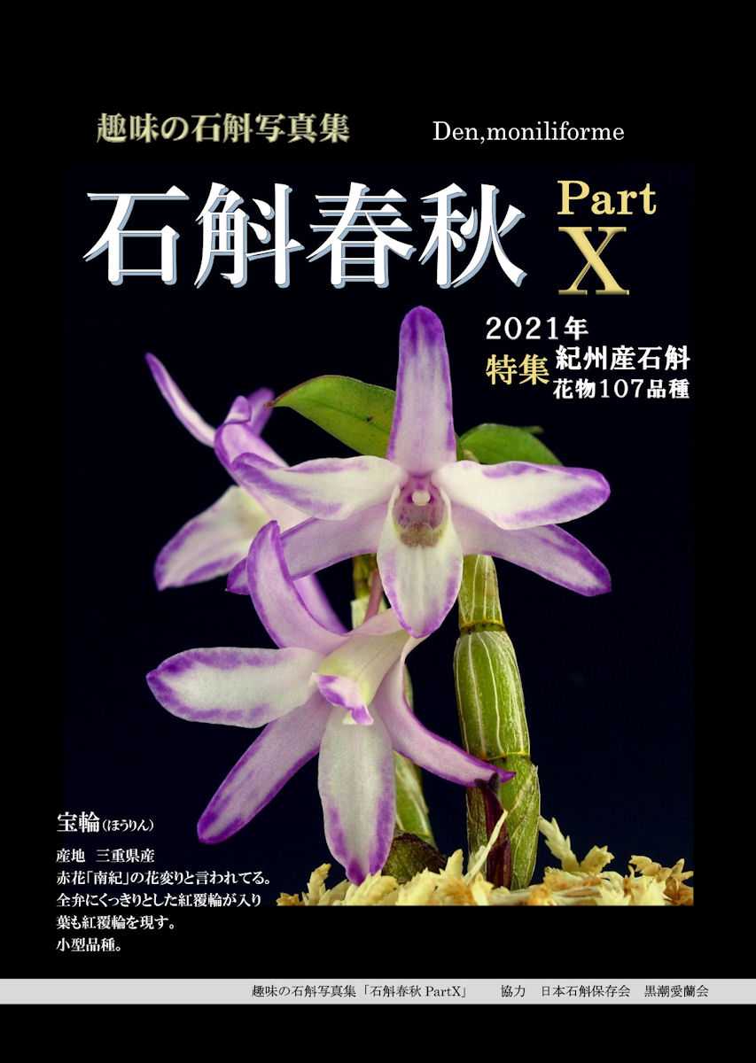 セッコク・長生蘭『犬丸胡蝶』3本立・千鳥芸飴矢・最優良品