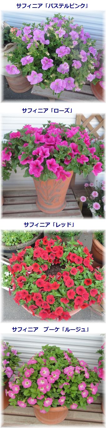 サントリーフラワーズサフィニア「パステルピンク・ローズ・レッド・ルージュ」