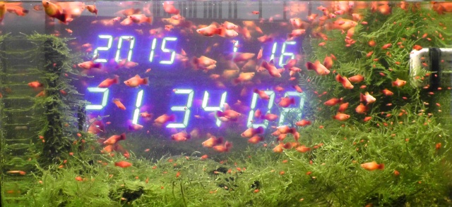 熱帯魚 水槽　プラティ　デジタル時計　ウィローモス