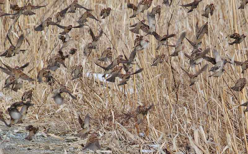 IMG_4582 (800x498).jpg