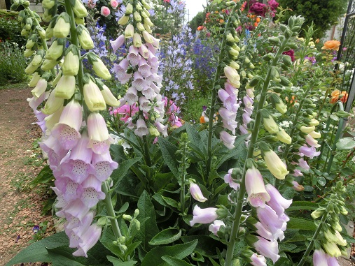 オープンガーデン