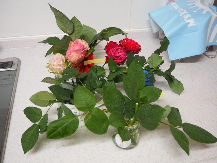 ものすごく欲しかった薔薇を見つけた！ 写真が悪くて売れ残ったプロスペリティが390円でした＠＠ | ピーチヒルの薔薇日記 - 楽天ブログ