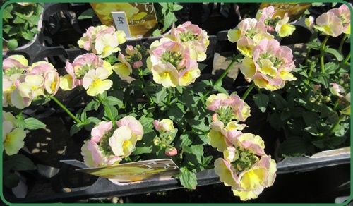 可愛いネメシアの種類とレウィシアの育て方 狭い庭を花いっぱいにする育て方 楽天ブログ