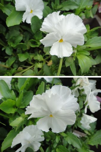 細かなフリルのあるビオラ