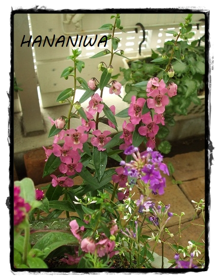 2013_0623トレッサ用寄せ植えとクレマチスの講座とカ0044.JPG