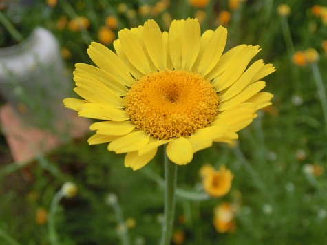 ダイヤーズカモミール