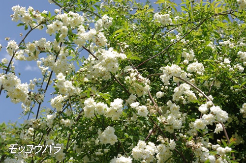 フラワーセンター大船植物園にて