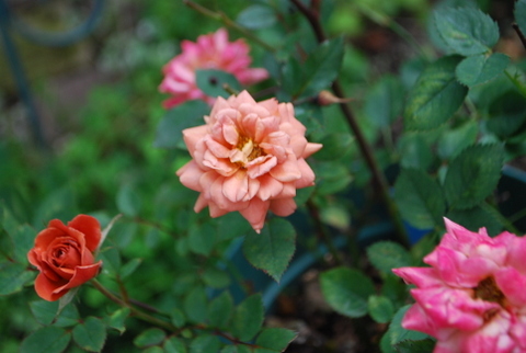 DSC_0008.JPG