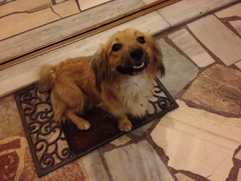 Heraklion dog.jpg