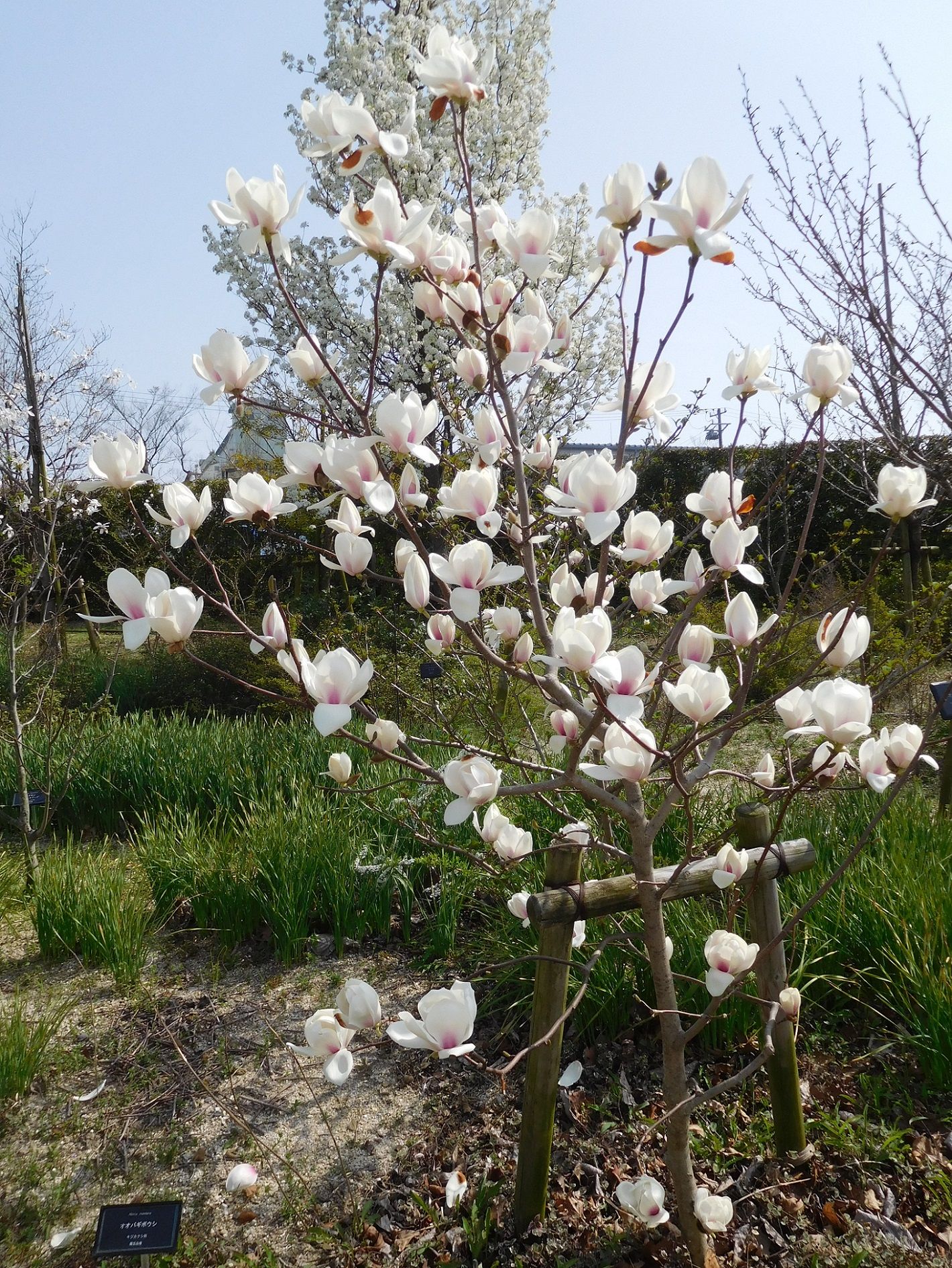 デンパーク 18春 3 29 その4 白の花木園 ｔｅａ ｇａｒｄｅｎ ちょっとひとりごと 楽天ブログ