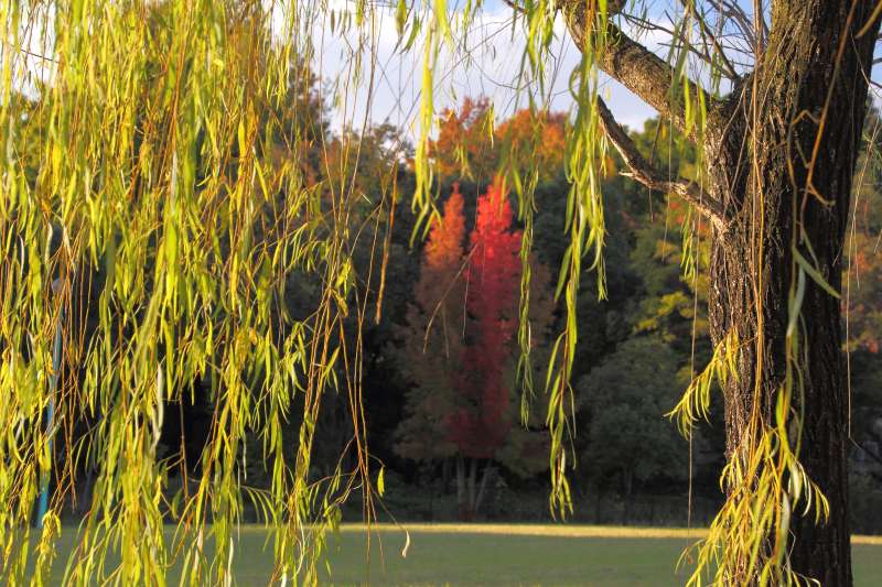 北千里_006北千里公園ヤナギ.jpg