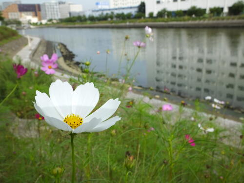 しながわ花海道