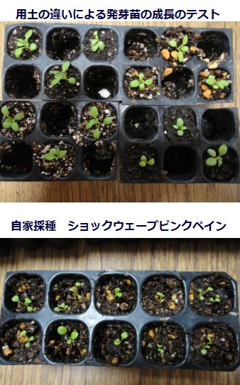 用土の違いによる発芽苗の成長の比較