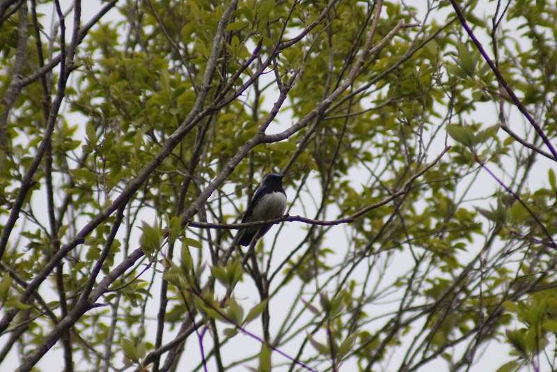 IMG_7452 (800x534).jpg