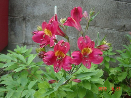DSC01095.JPG