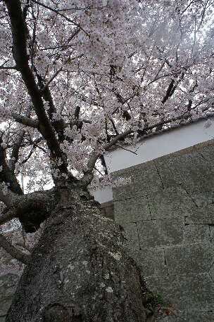 ちっぴーH22.3.29 024.jpg