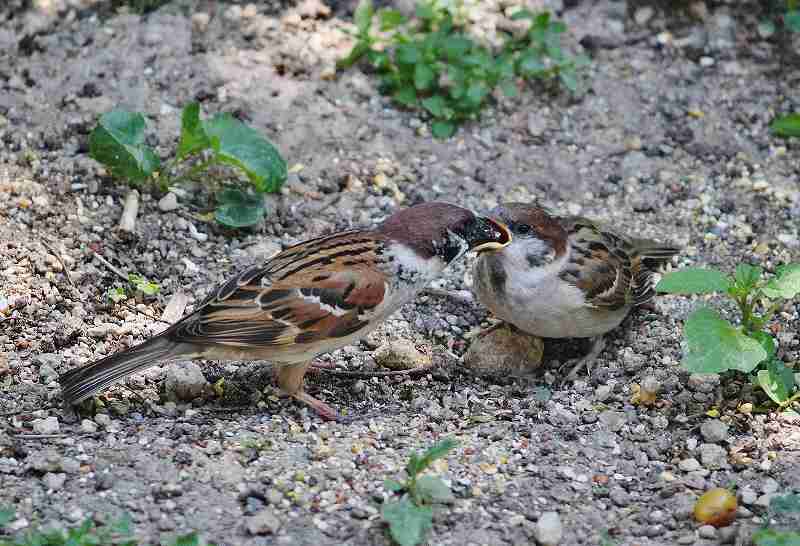 IMG_1044 (800x546).jpg