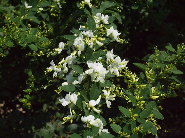 s-p2677.jpg