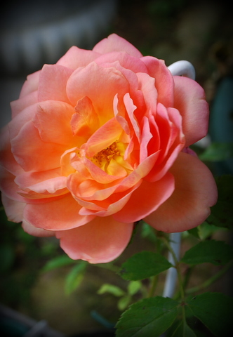 DSC_0040.JPG