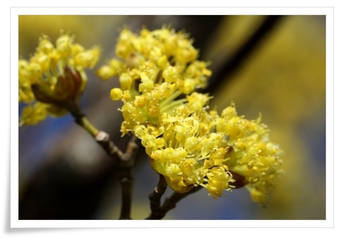 市民芸術村-2 サンシュユ-2 14.4.1