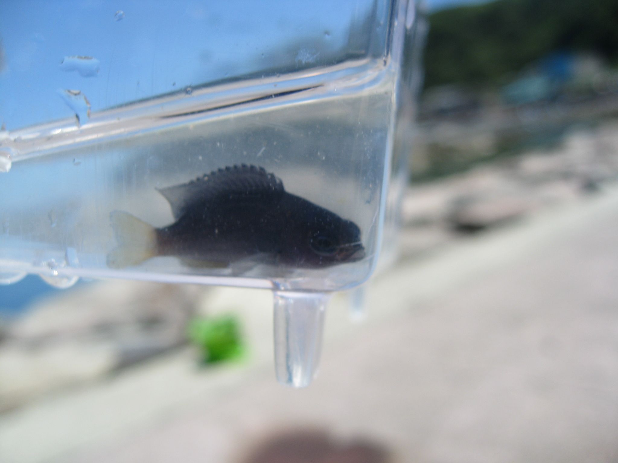 夏の青い魚の話 魚と日常ブログ 楽天ブログ