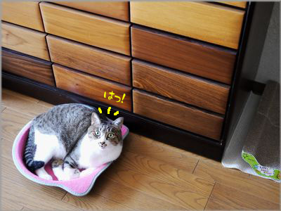 あちゃっ！