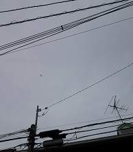 DSC_2011-14-1.jpg