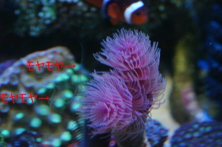 2013_0404ｵｵﾃﾝ､ﾏﾒｽﾅ､ﾄｻｶ0015-a.JPG