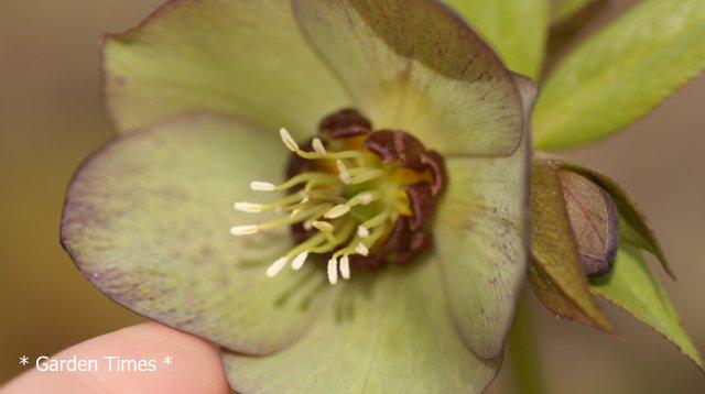 グリーンカクテル