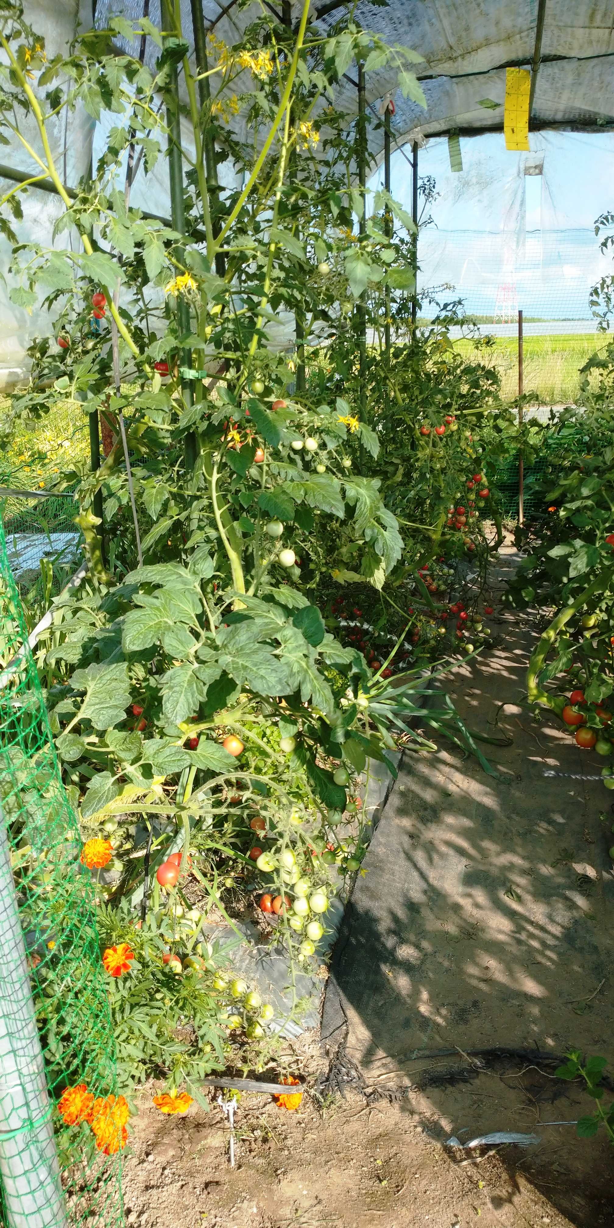 ミニトマトのつる下しと葉かきと追肥 青パパイヤと家庭菜園日記 楽天ブログ