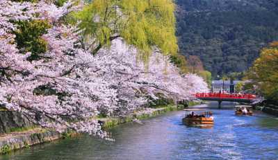 岡崎疎水　桜