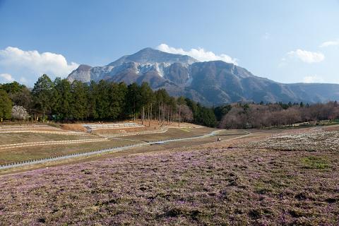 芝桜.JPG