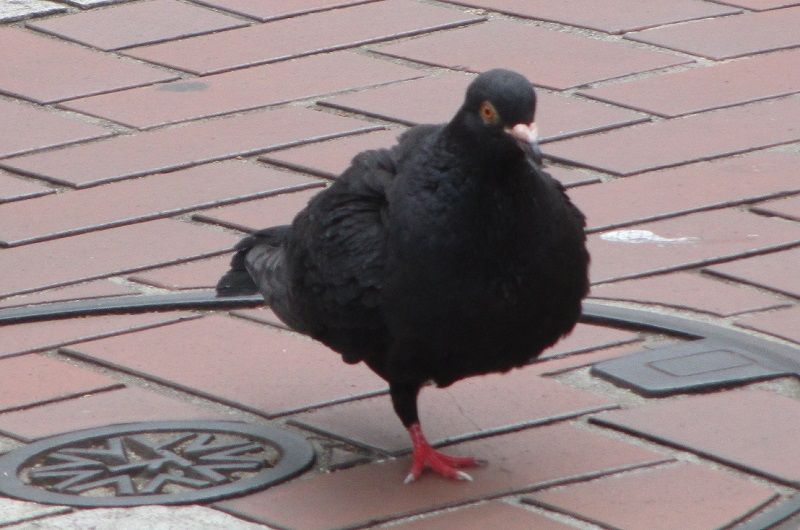 黒い鳩と一本足の鳩 気ままな生活 楽天ブログ