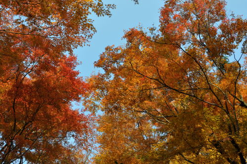 寺家公園　紅葉