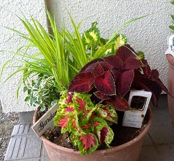 寄せ植え２.jpg