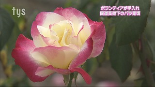 tysnews_バラ.jpg
