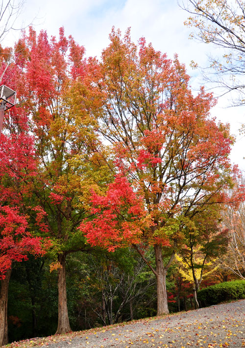 紅葉４