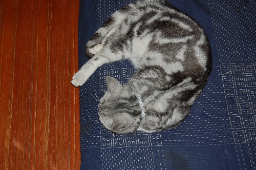 DSC_0340.JPG