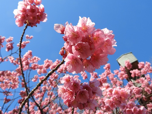 荏原神社の寒緋桜