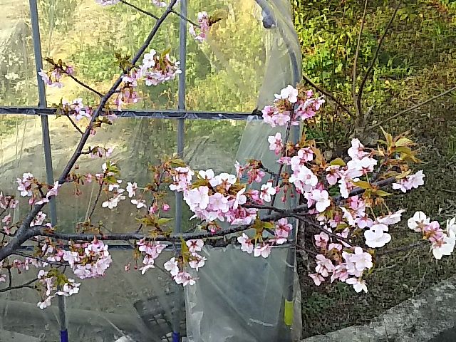 今日はどんな日 の記事一覧 今日は何の日 どんな日 まとめ 楽天ブログ