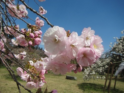 里桜１－１.jpg