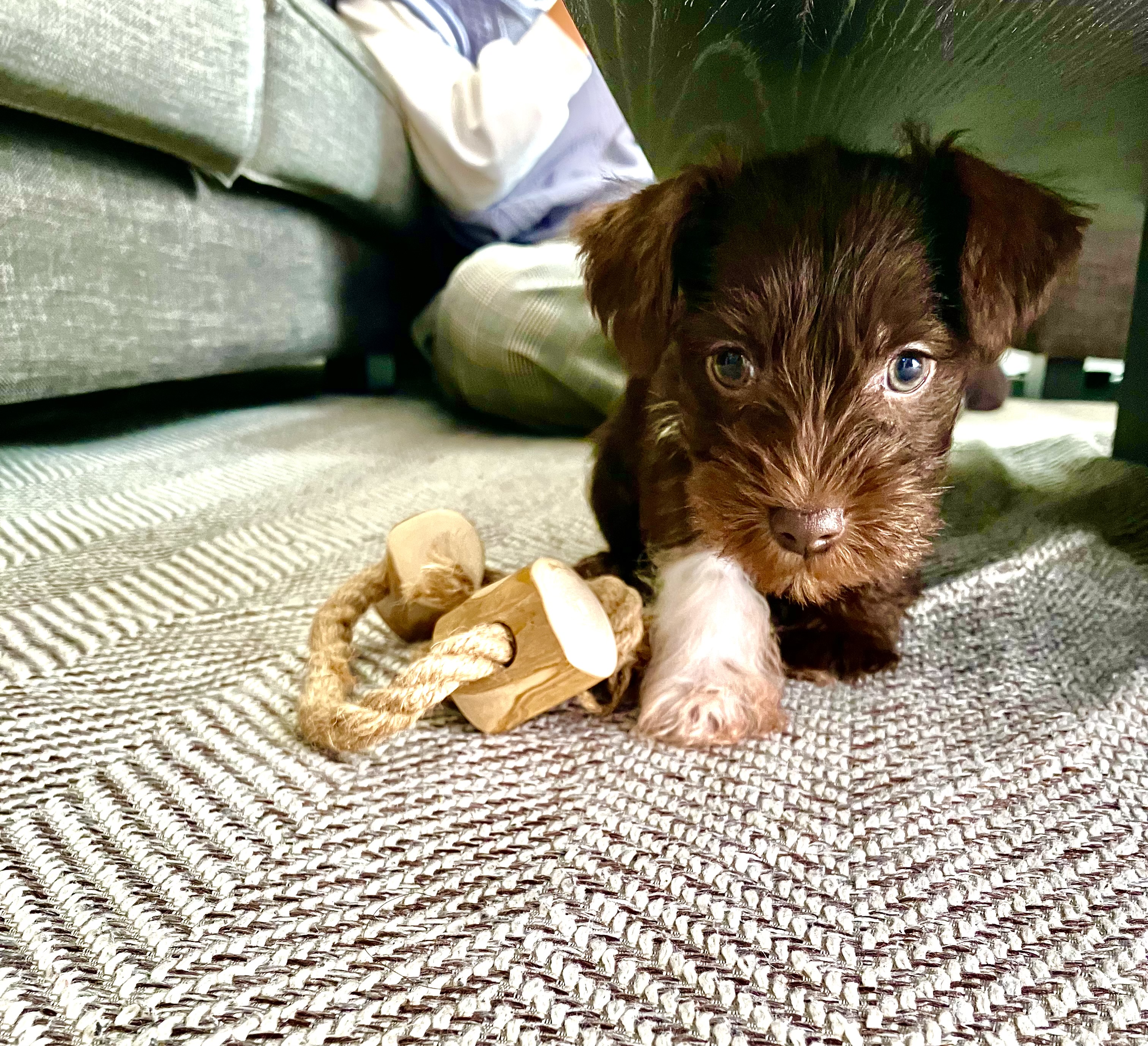 ミニシュナほたてと一緒